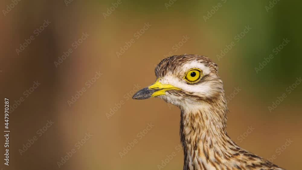 Portrait of Eurasian stone-curlew (Burhinus oedicnemus). Toledo. Castilla-La Mancha, Spain, Europe Portrait of Eurasian stone-curlew (Burhinus oedicnemus). Toledo. Castilla-La Mancha, Spain, Europe