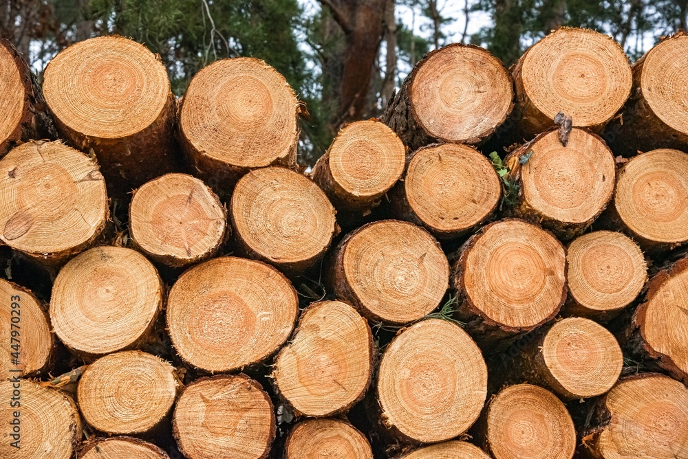Wood and wooden logs lie in the forest after harvesting, deforestation Wood and wooden logs lie in the forest after harvesting, deforestation