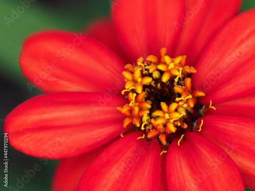 Tokyo Japan-July 29  2021  Closeup of red Single-flowered zinnia flower 