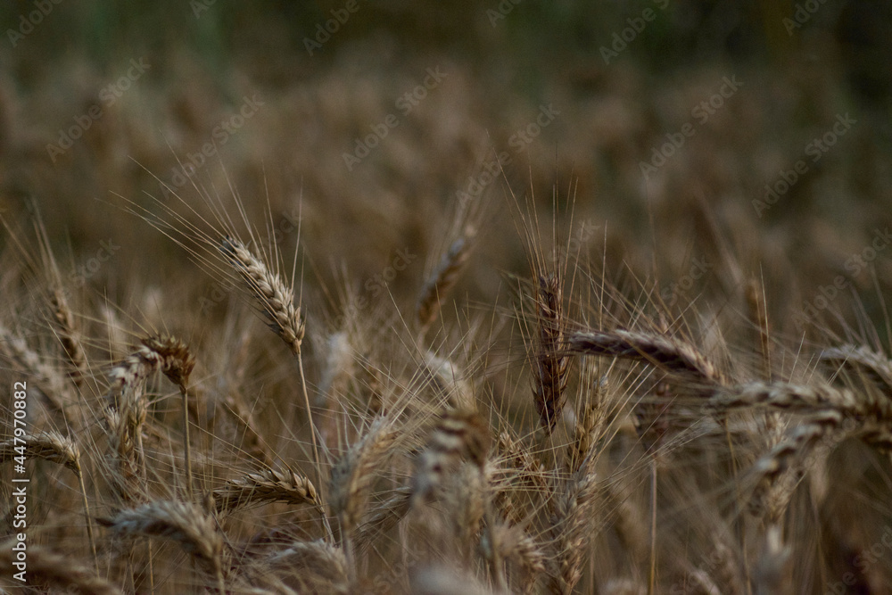 Fototapeta premium ear of wheat in a field of wheat in the light of the dawn of the morning
