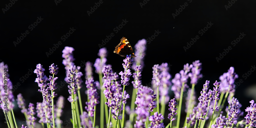 Fototapeta premium beautiful butterfly on lavender flower field in home garden close up