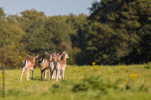 Платно Young herd of Fallow Deer walking towards the forest