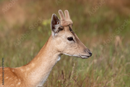 Headshot of a young Fallow Deer