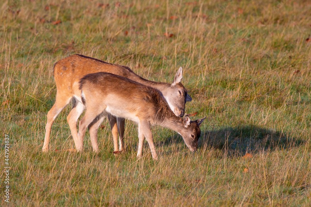 A Fallow Deer doe hugs her fawn A Fallow Deer doe hugs her fawn