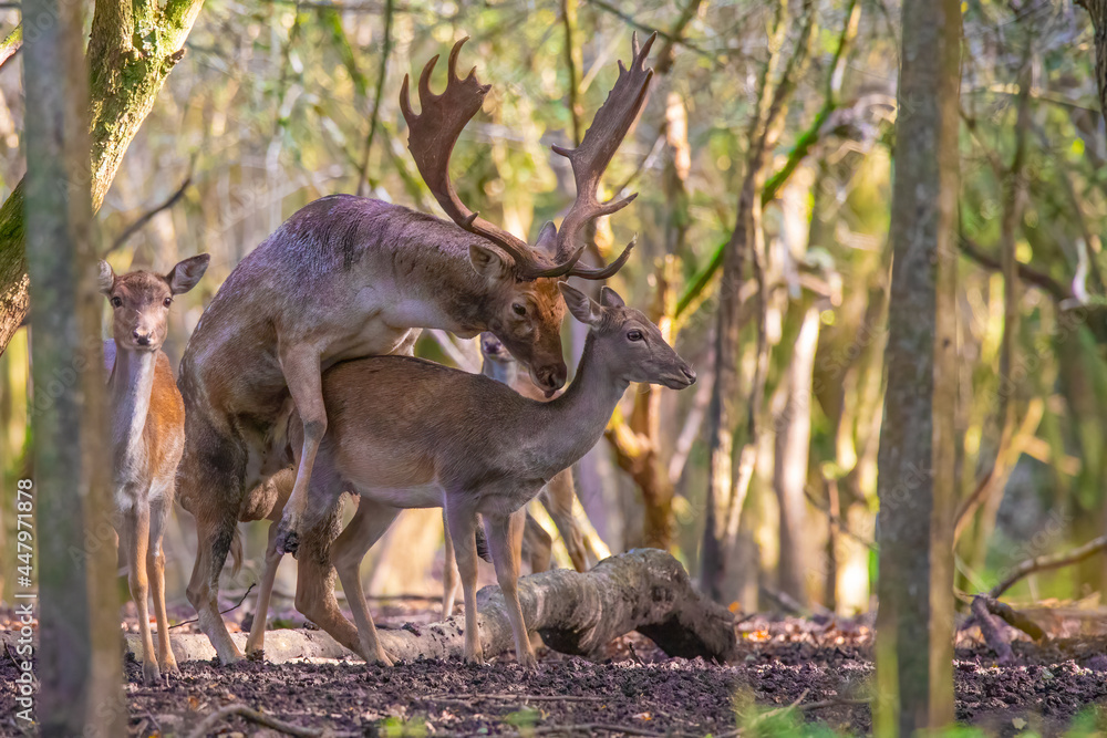 Fallow deer mating in the forest