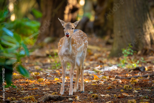 Young Fallow Deer eating a chestnut in the forest photo