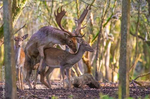 Fallow deer mating in the forest