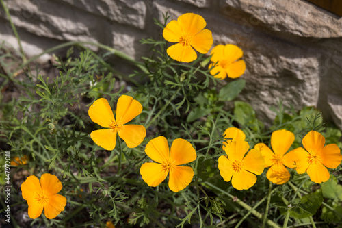 Californian Poppy Eschscholzia californica flowering in Froncysyllte, Wrexham, Wales photo