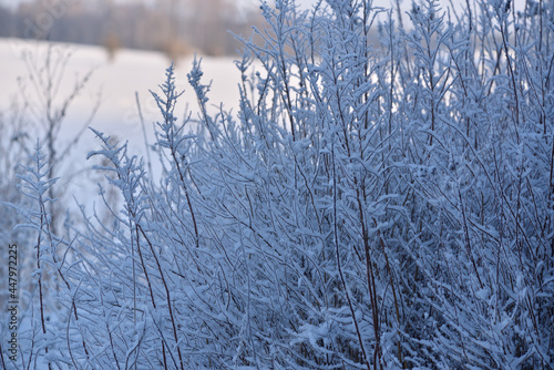 Wallpaper Mural bushes and thickets covered with snow  Torontodigital.ca