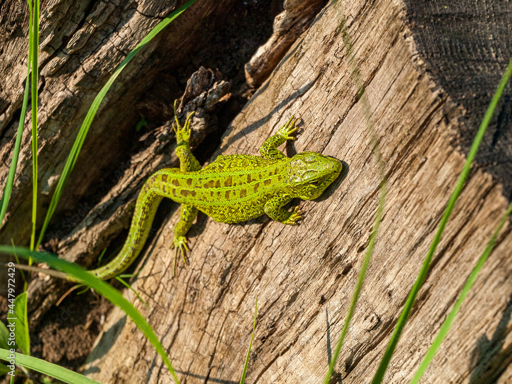 Lizard on a tree, close-up, forest fauna, close-up Lizard on a tree, close-up, forest fauna, close-up