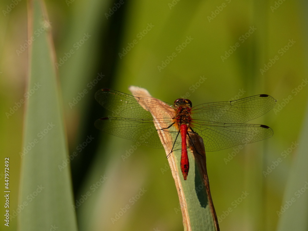 Ruddy darter (Sympetrum sanguineum) - red dragonfly on a blade of reed, Ferber park, Gdansk, Poland Ruddy darter (Sympetrum sanguineum) - red dragonfly on a blade of reed, Ferber park, Gdansk, Poland