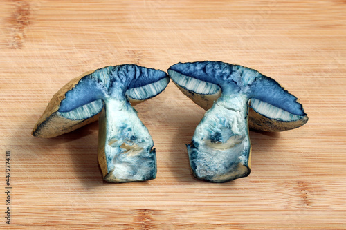 Two halves of the edible mushroom Gyroporus cyanescens, commonly known as the bluing bolete or the cornflower bolete, are lying on a cutting board. After cutting, the mushroom turned blue very quickly photo