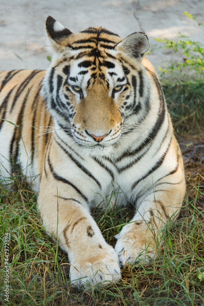 Close-up portrait of a tiger, wild animals. Close-up portrait of a tiger, wild animals.