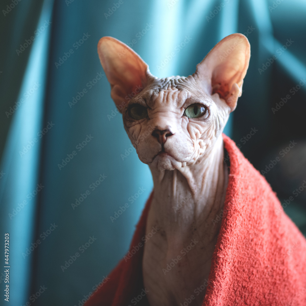 Wrinkled hairless Sphynx cat. Home feline pet under red blanket on blue blurred background. Head shoulders portrait looking at camera. Copy space for text.