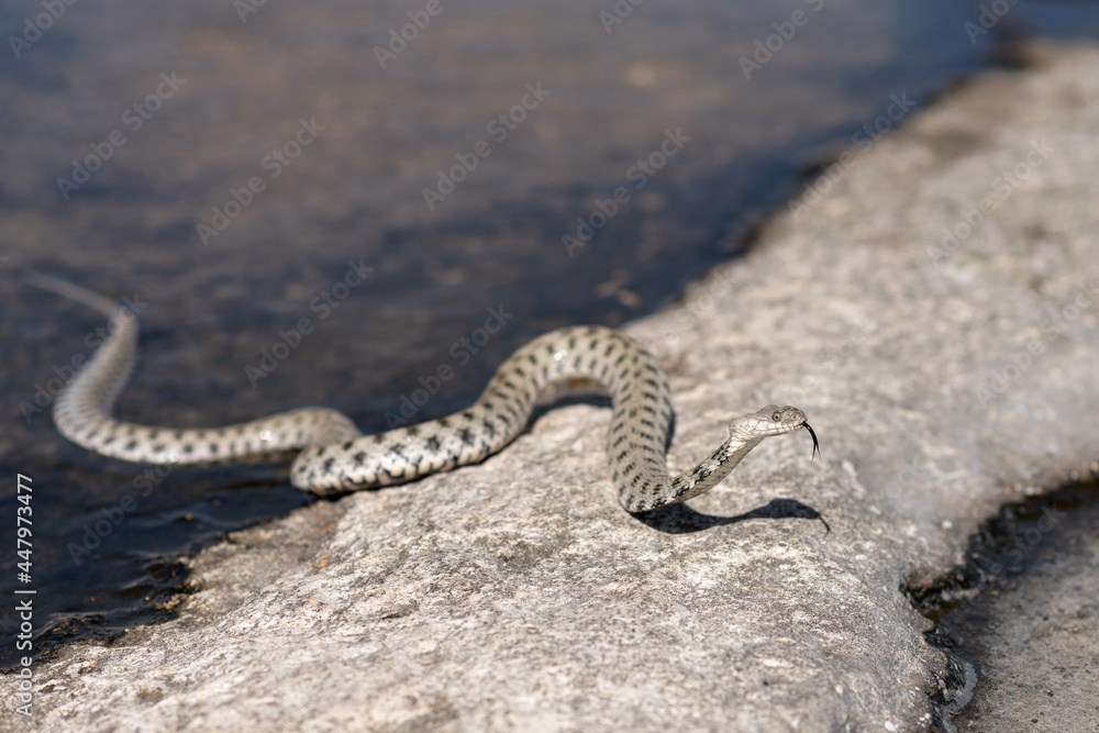 Fototapeta premium Non-venomous sea dropsy snake. Spotted gray snake, serpent or eel crawls out of water onto land on sunny day. Reptiles in wildlife.