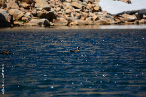 patagonic ducks in melt blue water photo