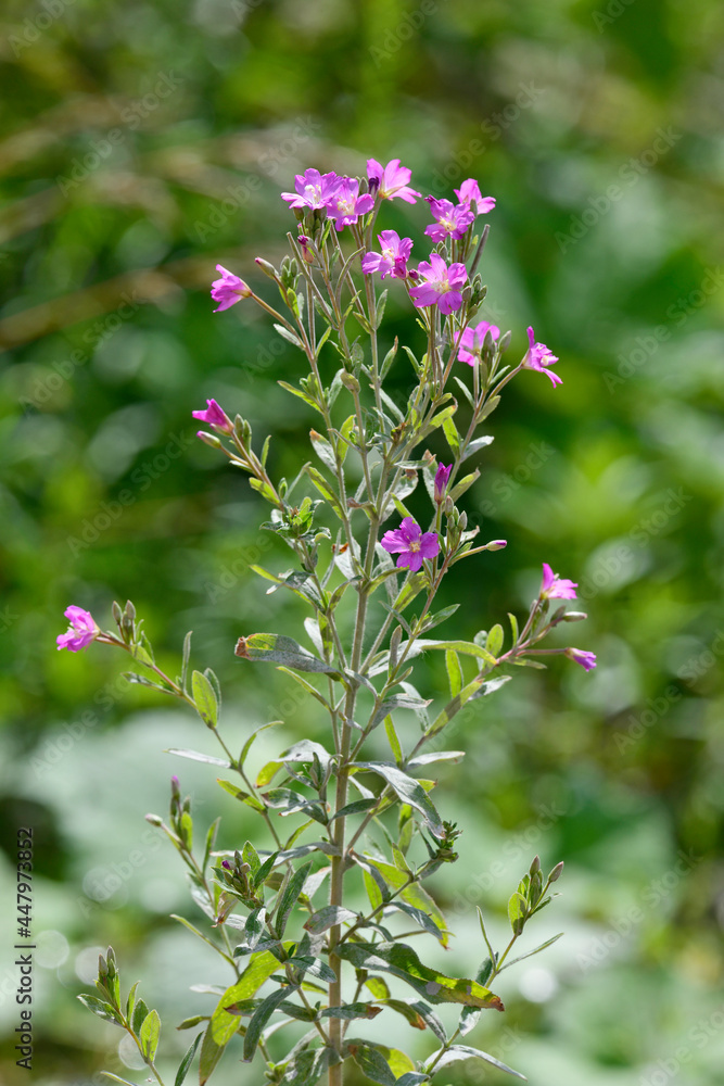 Great willowherb // Zottiges Weidenröschen (Epilobium hirsutum)