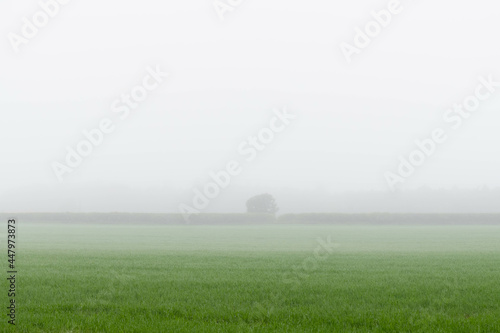 A meadow covered by thick fog with silhouettes of trees 