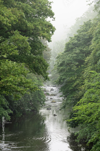 Tranquil waters of a river hidden between misty forest