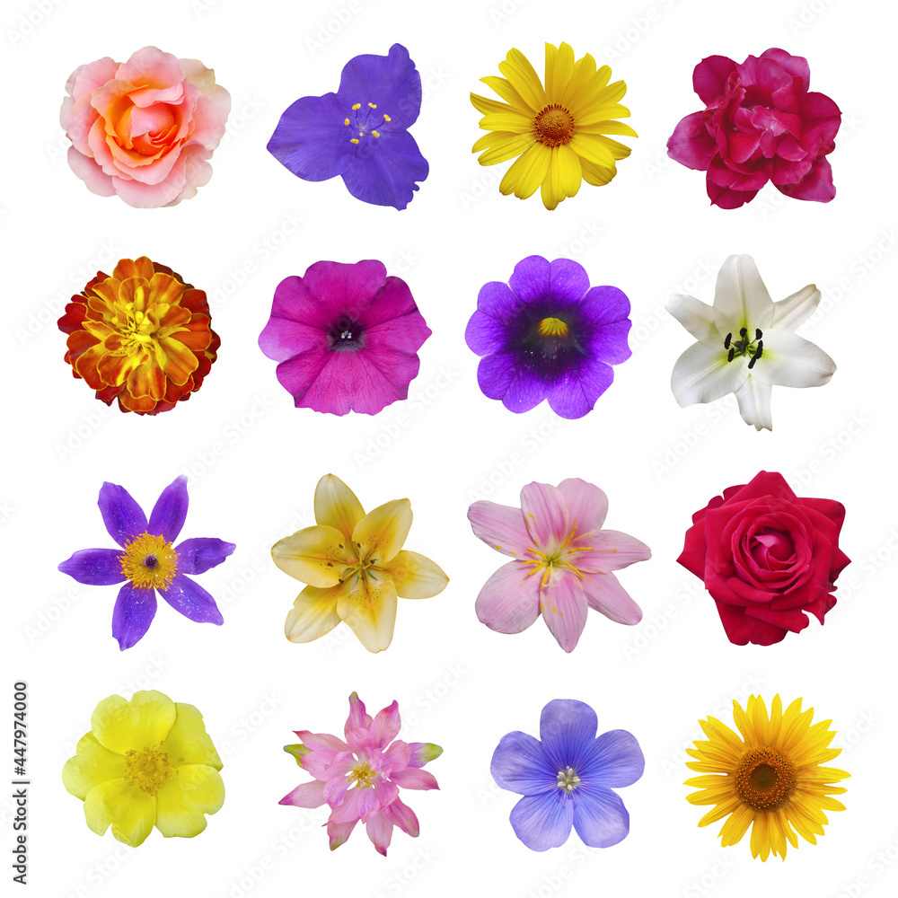 Composition of flowers rose, lily, petunia, clematis, chamomile, portulaca oleraceae, hepatica nobilis, clematis, sunflower on white isolated background.