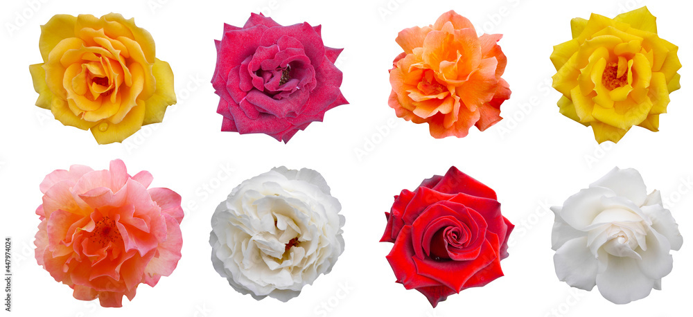 Macro photo red, pink and
yellow rose flower isolated on white background. Beautiful sweet
red rose flower isolated on white background Macro photo red, pink and
yellow rose flower isolated on white background. Beautiful sweet
red rose flower isolated on white background