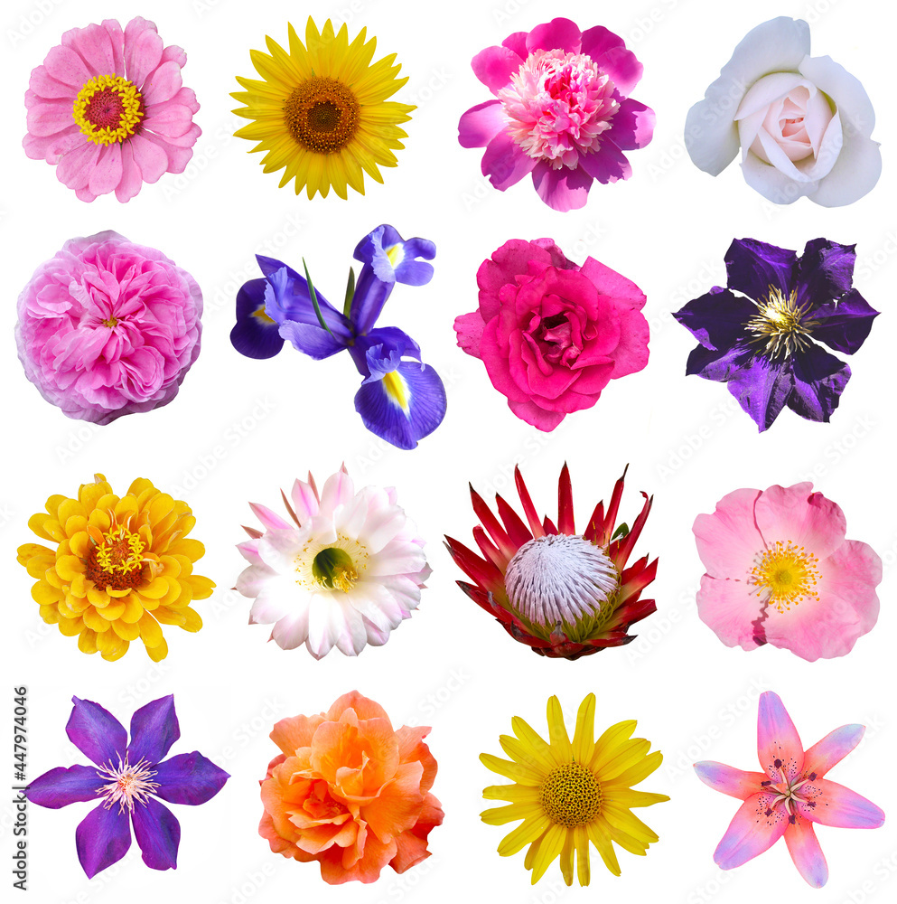 Macro photo of flowers set:
poppy, arnica Montana, daffodil, blue periwinkle, pansy, cactus, lily, rose, clematis on a white isolated background Macro photo of flowers set:
poppy, arnica Montana, daffodil, blue periwinkle, pansy, cactus, lily, rose, clematis on a white isolated background
