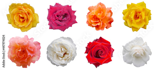 Macro photo red  pink and  yellow rose flower isolated on white background. Beautiful sweet  red rose flower isolated on white background