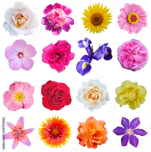 Macro photo of flowers set  rose   sunflower  orchid  peony  zinnia  cirsium  bristly rose  common mallow  iris  lily  on a white isolated background