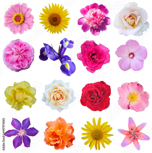 Macro photo of flowers set: rose, 
sunflower, orchid, peony, zinnia, cirsium, bristly rose, common mallow, 
hibiscus, lily  on a white isolated background