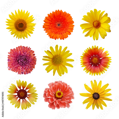 Macro photo flowers set: sunflower, zinnia, arnica montana, black eyed susan, yellow chamomile on white isolated background