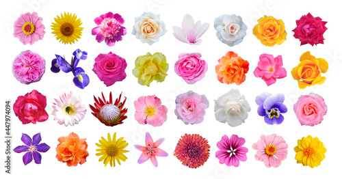 Macro photo of flowers set: rose, iris, orchid, peony, zinnia, cirsium, protea, cactus flower, bristly rose, common mallow, magnolia on a white isolated background photo