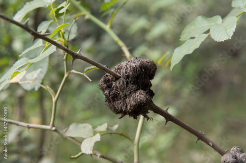 close-up: irregular tumor on stems of wild rose known as crow gall or rose canker
