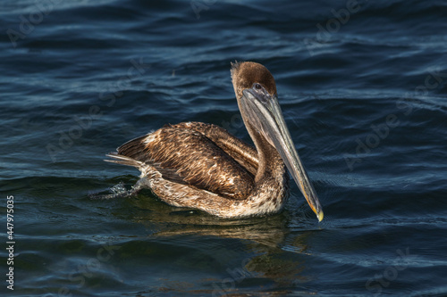 pelican on the water photo