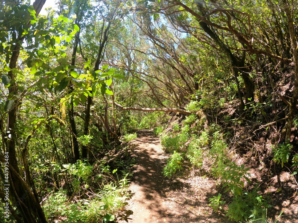 Fototapeta premium Bosque Encantado