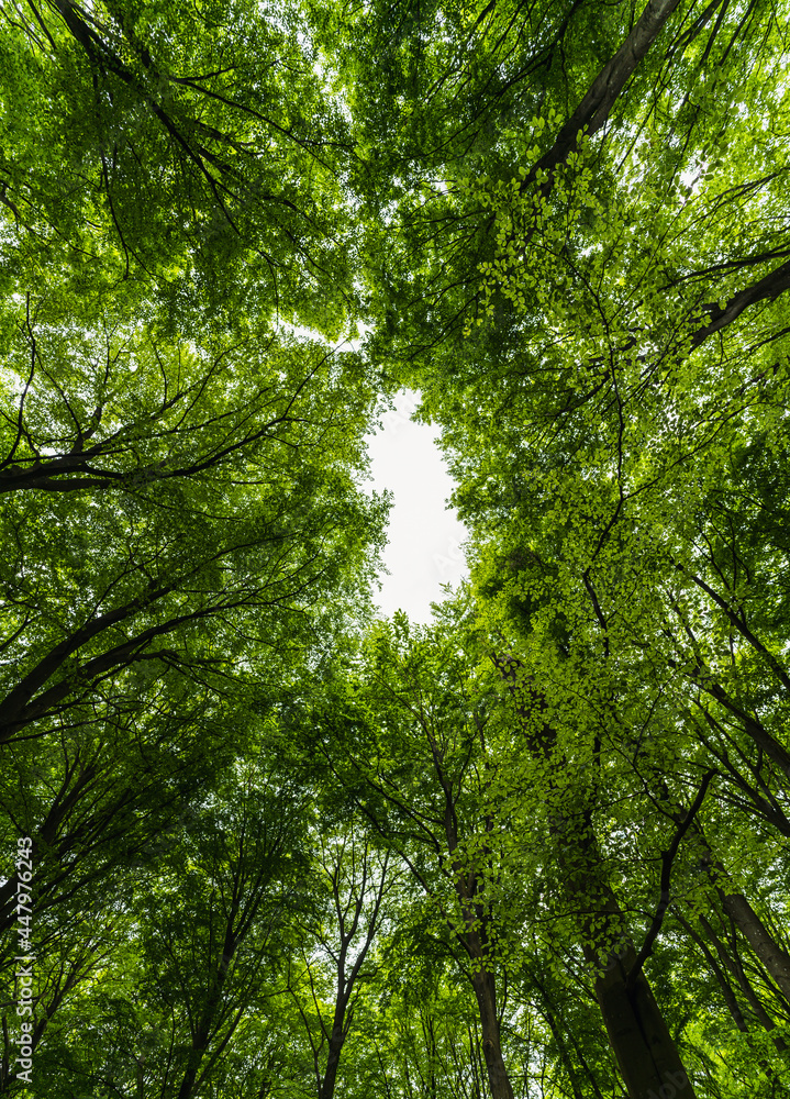 Fototapeta premium Swedish springtime beech wood forest. Wide angle view.