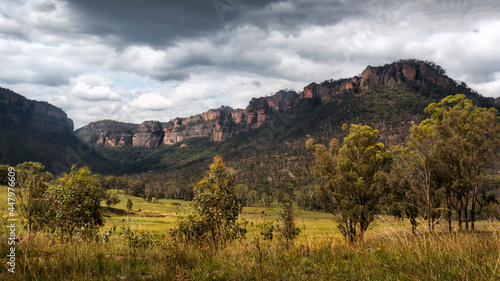 a group of bushes in a field with a mountain in the background photo