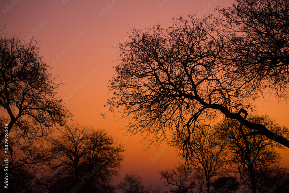 Silhouette of winter bare trees at twilight on the woodlands of a wildlife reserve, Greater Kruger area, South Africa Silhouette of winter bare trees at twilight on the woodlands of a wildlife reserve, Greater Kruger area, South Africa