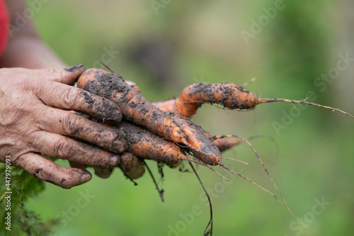 Freshly harvested organic carrots in the hands