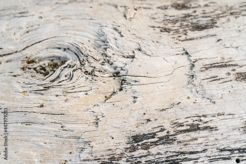 Background with the texture of an old stump.