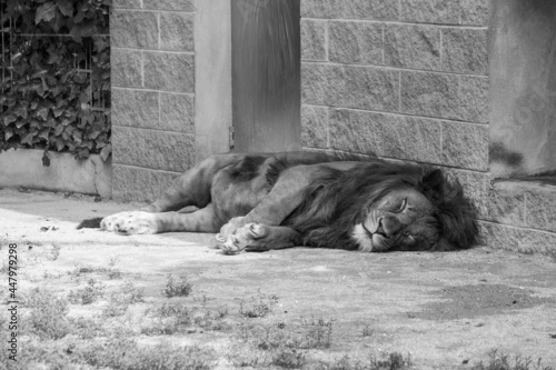 Tired Lion sleeping