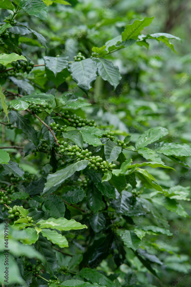 Plantation of green coffee beans to harvest Plantation of green coffee beans to harvest