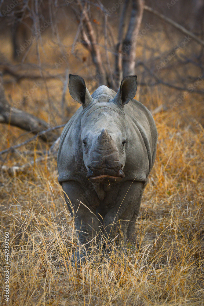 Naklejka premium A young white rhino on the woodlands of the Greater Kruger area, South Africa