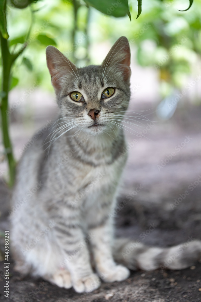 Obraz premium Gray cat with green eyes and ripped nose looks at camera.