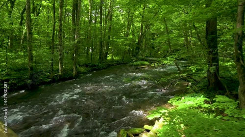 夏の奥入瀬渓流