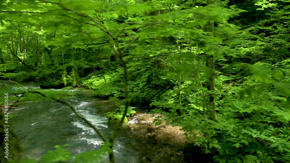 夏の奥入瀬渓流 夏の奥入瀬渓流
