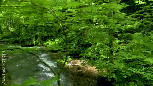 夏の奥入瀬渓流