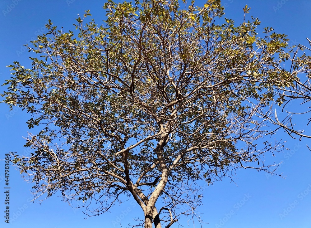 Fototapeta premium Tree branches under natural blue sky background in sunny day