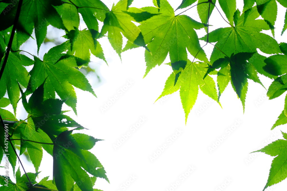 美しい夏の木漏れ日 美しい夏の木漏れ日