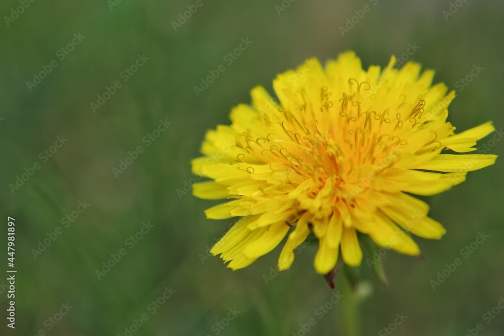 yellow flower of a dandelion yellow flower of a dandelion