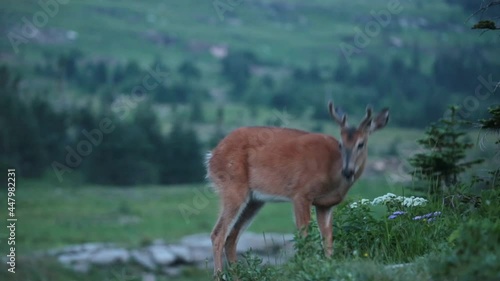 A young white tail deer buck grazes hungrily on the fresh green growth in the soft light of an early July morning in Glacier National Park Montana.  photo
